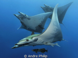 Aerobatic formation under water - a group of mobulas by Andre Philip 